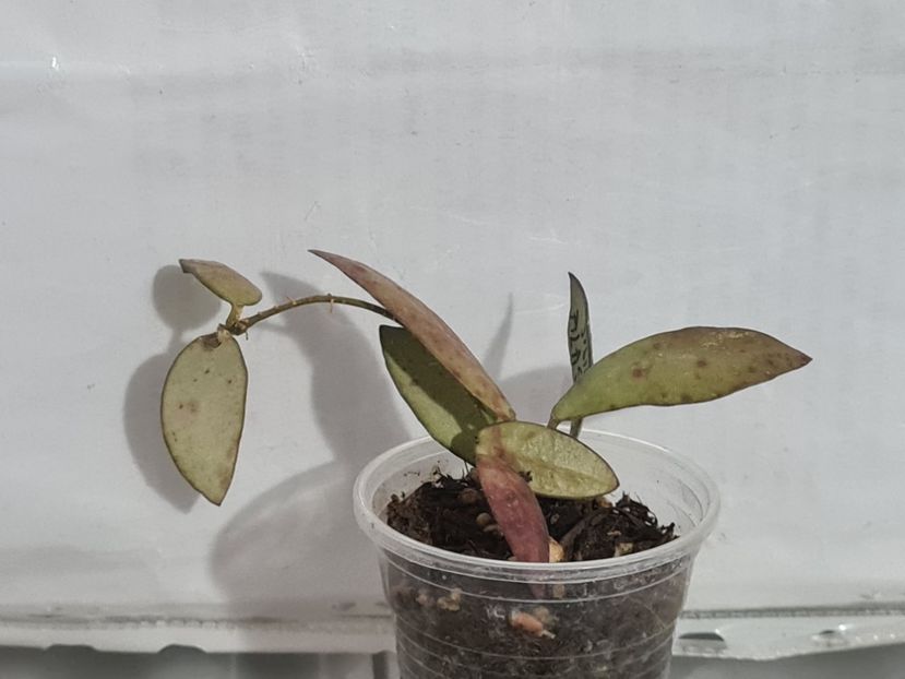  - Sigilatis alas rives