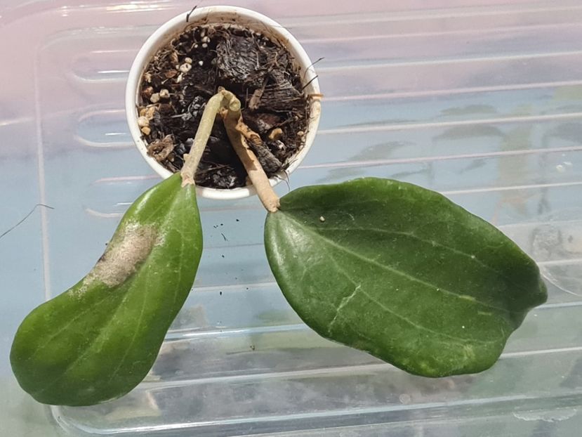  - Quinquenervia rpp 131 01