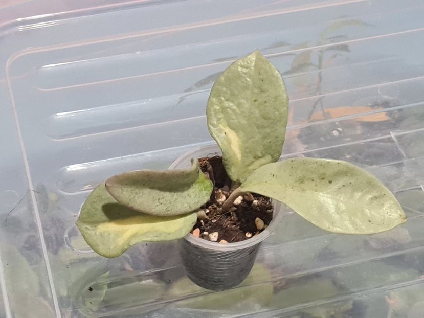  - Carnosa Argentea Princess