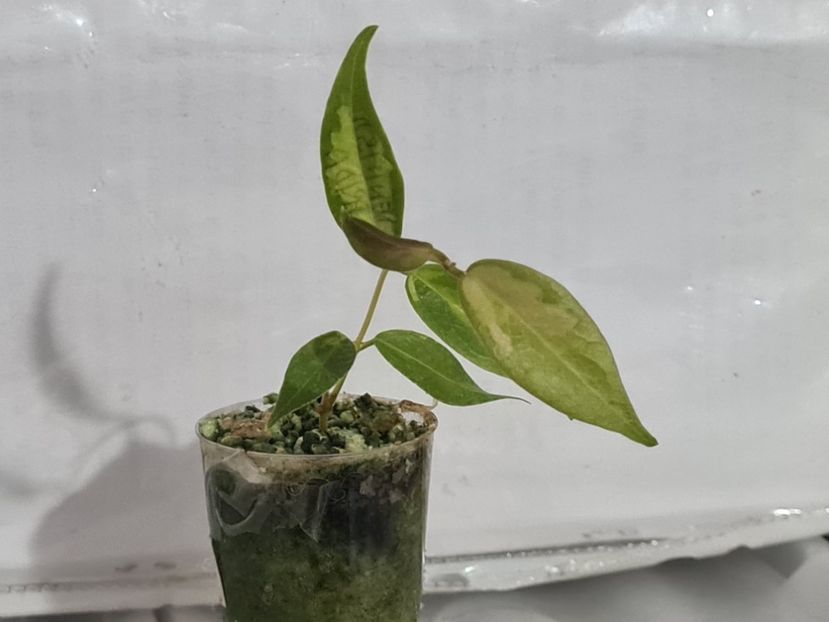 Nr 2 - Dennisii frida