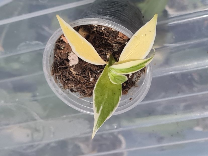  - Polineyra albomarginata