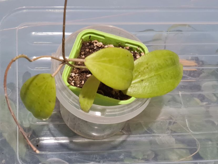  - Neo-ebudica Florentina Lerche