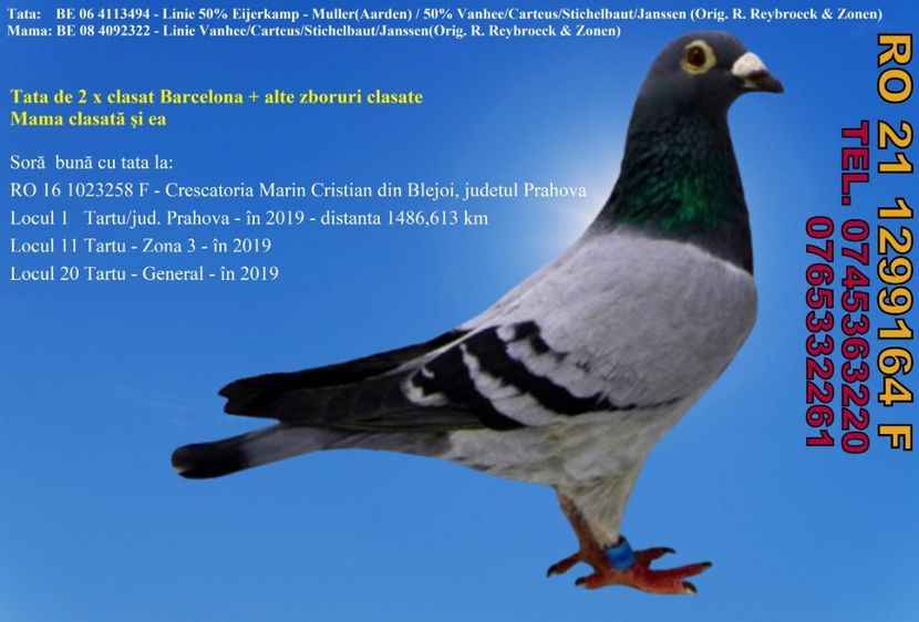 RO 21 1299164 F Pret 400 lei + transportul - 11 PORUMBEI - FEMELE - DISPONIBILE DIN ANII 2016 2017 2018 2019 2020 2021