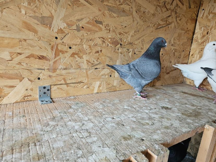  - AMERICANI DE VANZARE 2025