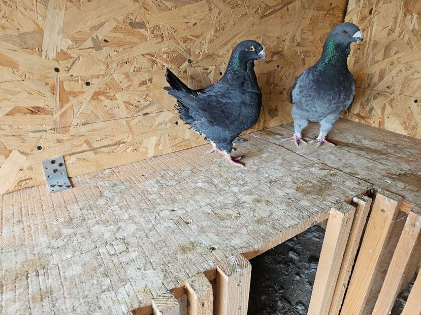  - AMERICANI DE VANZARE 2025