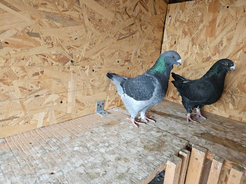  - AMERICANI DE VANZARE 2025