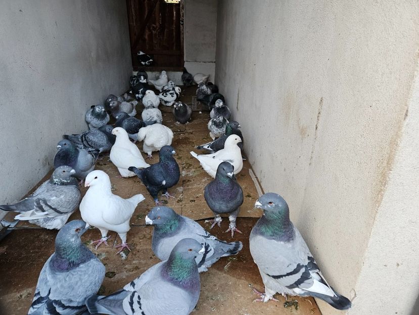  - AMERICANI DE VANZARE 2025