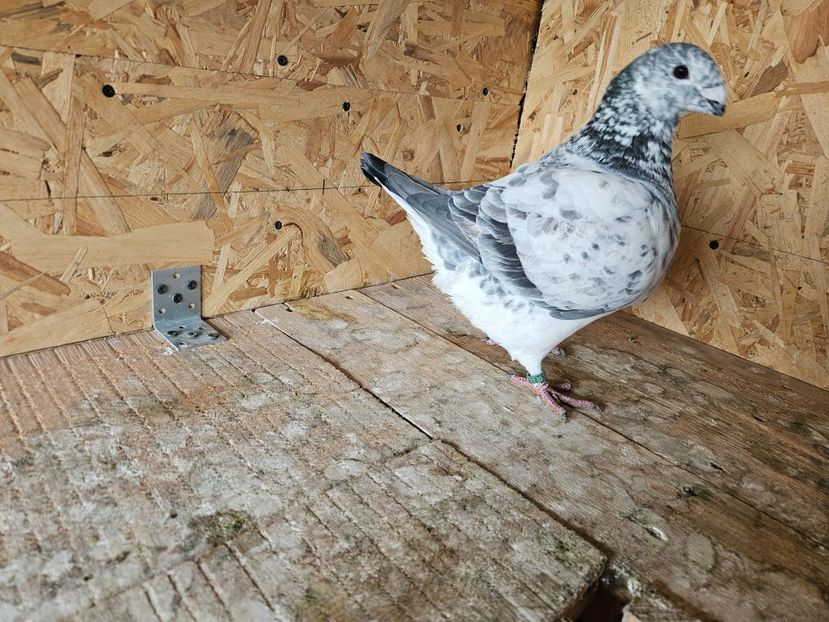  - AMERICANI DE VANZARE 2025