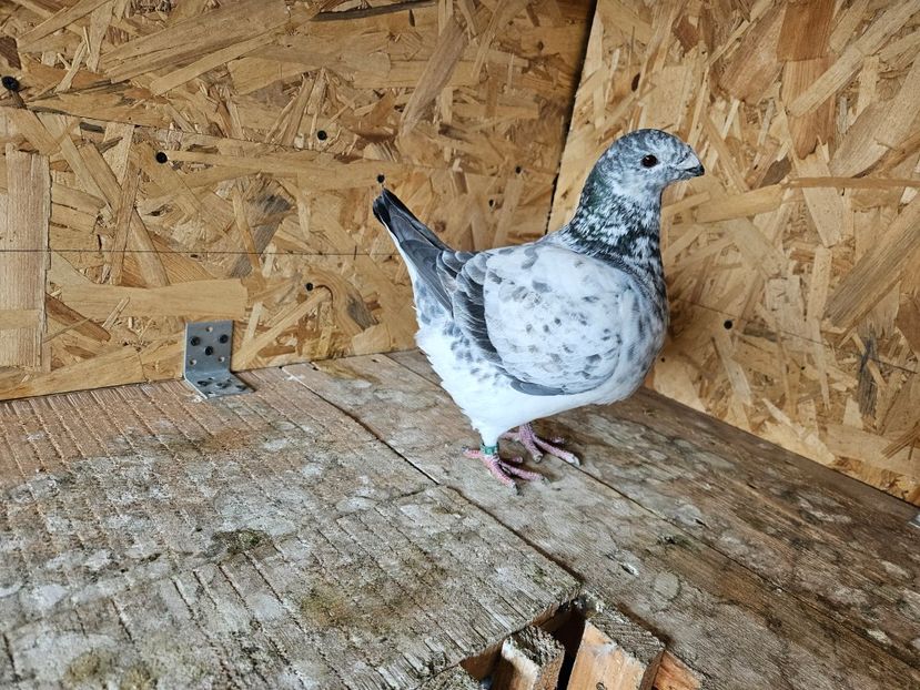  - AMERICANI DE VANZARE 2025