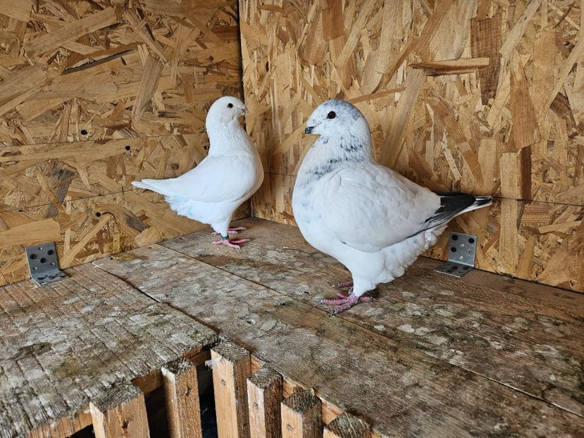  - AMERICANI DE VANZARE 2025