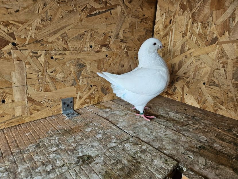  - AMERICANI DE VANZARE 2025