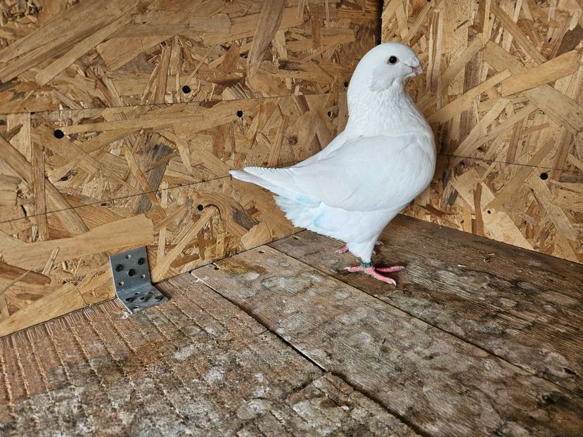  - AMERICANI DE VANZARE 2025