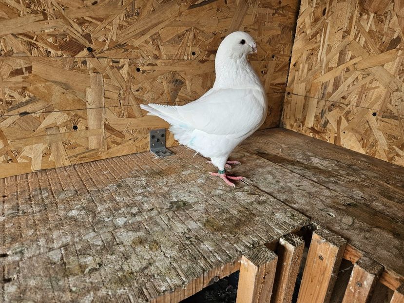  - AMERICANI DE VANZARE 2025