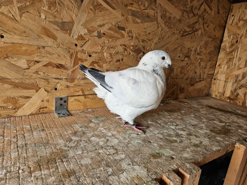  - AMERICANI DE VANZARE 2025