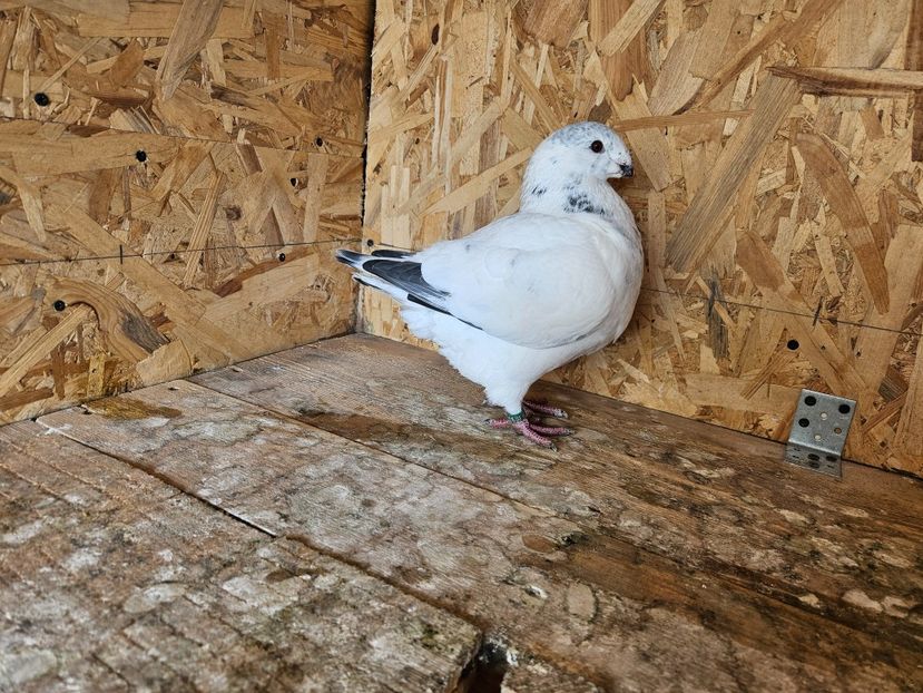  - AMERICANI DE VANZARE 2025