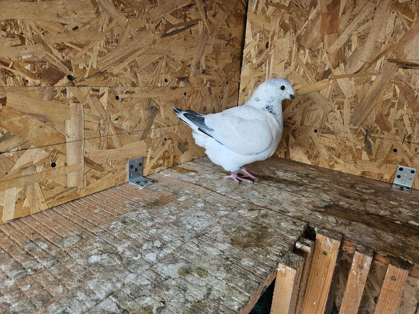  - AMERICANI DE VANZARE 2025