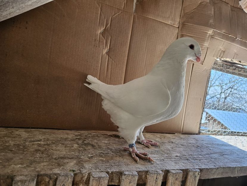 VANDUTA - AMERICANI DE VANZARE 2025