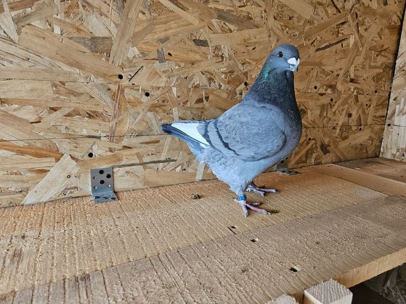  - AMERICANI DE VANZARE 2025