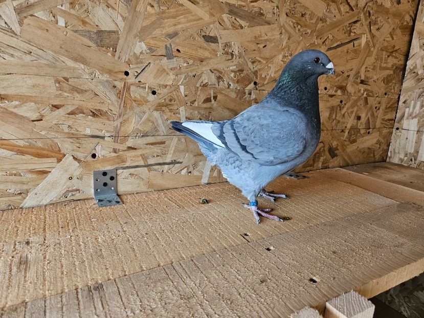  - AMERICANI DE VANZARE 2025