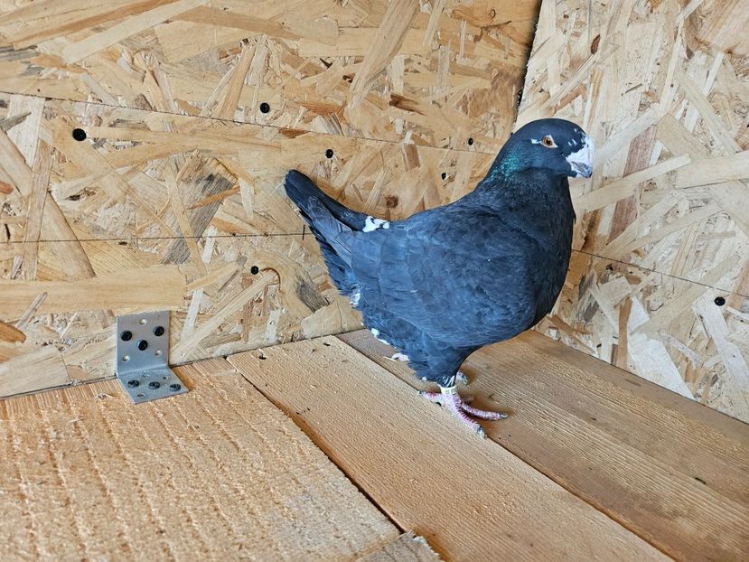  - AMERICANI DE VANZARE 2025