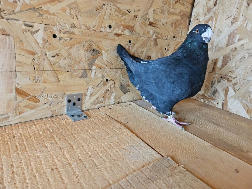  - AMERICANI DE VANZARE 2025