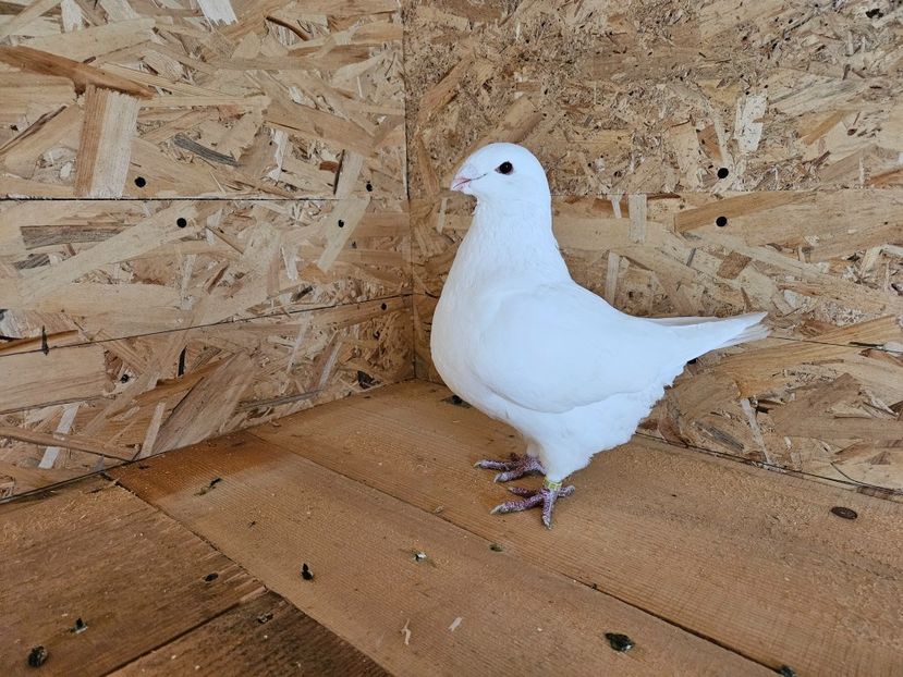  - AMERICANI DE VANZARE 2025