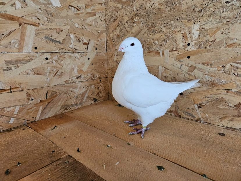  - AMERICANI DE VANZARE 2025