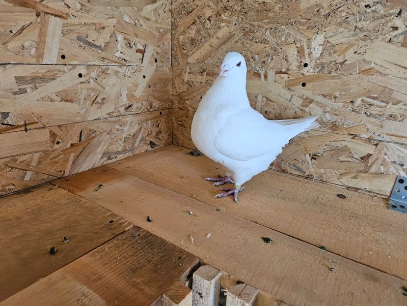  - AMERICANI DE VANZARE 2025