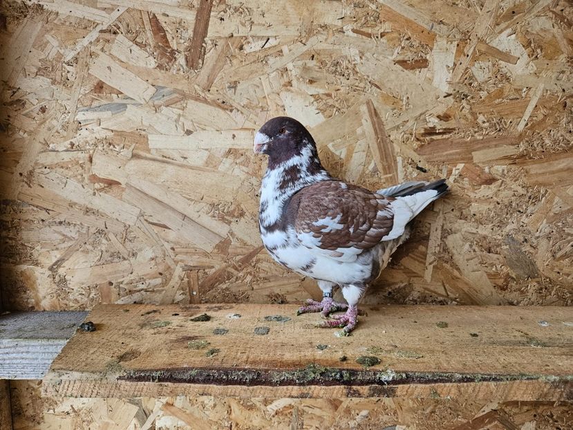  - AMERICANI DE VANZARE 2025