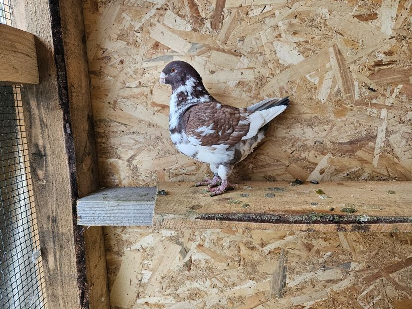  - AMERICANI DE VANZARE 2025