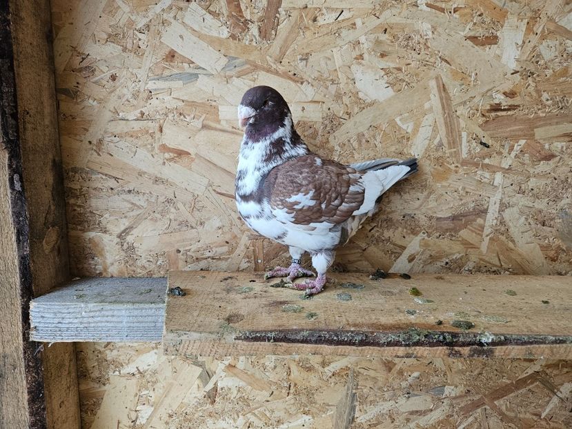  - AMERICANI DE VANZARE 2025