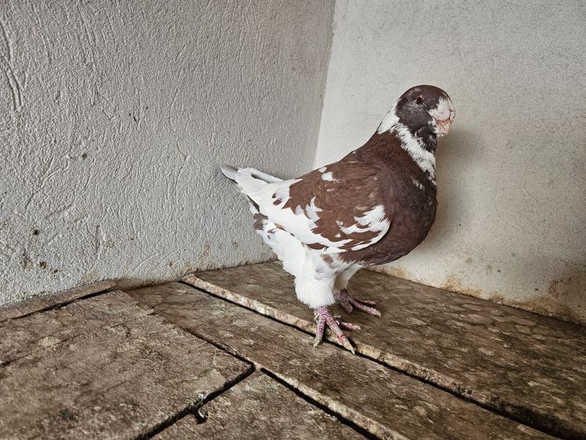  - AMERICANI DE VANZARE 2025