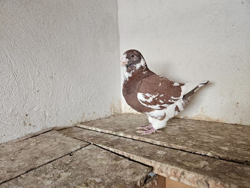  - AMERICANI DE VANZARE 2025