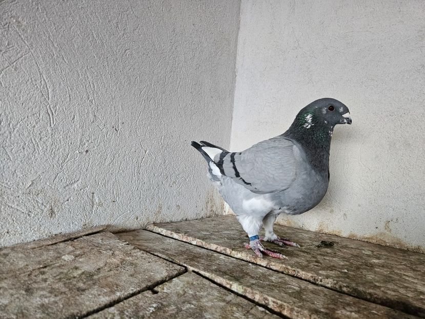  - AMERICANI DE VANZARE 2025