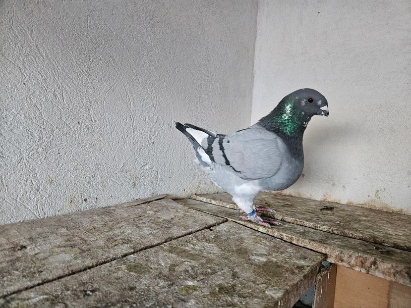  - AMERICANI DE VANZARE 2025