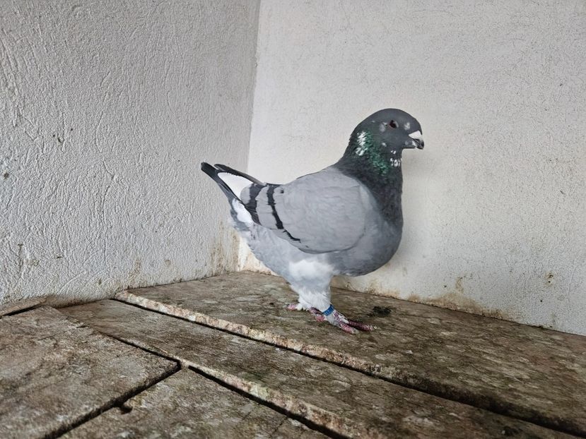  - AMERICANI DE VANZARE 2025