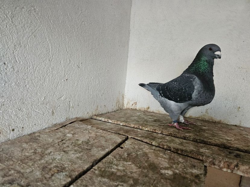  - AMERICANI DE VANZARE 2025