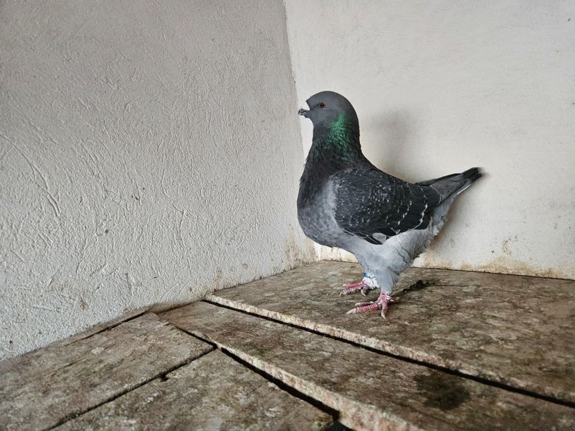  - AMERICANI DE VANZARE 2025