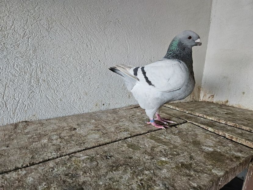  - AMERICANI DE VANZARE 2025