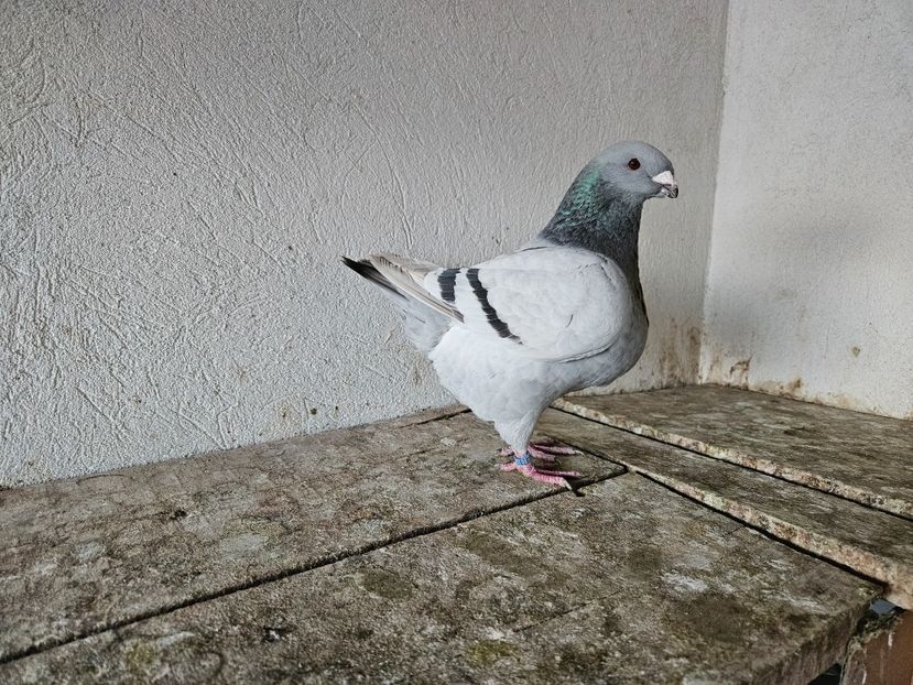  - AMERICANI DE VANZARE 2025