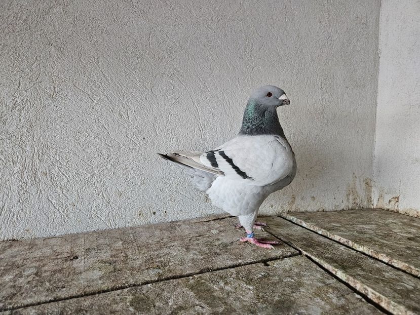  - AMERICANI DE VANZARE 2025