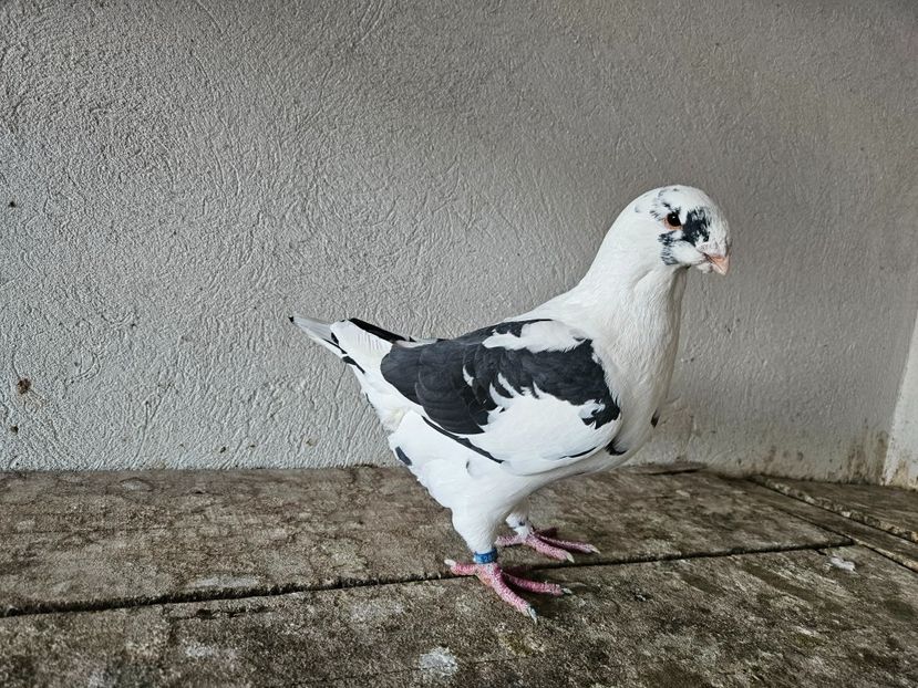  - AMERICANI DE VANZARE 2025