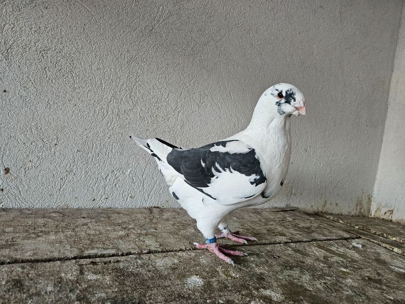  - AMERICANI DE VANZARE 2025