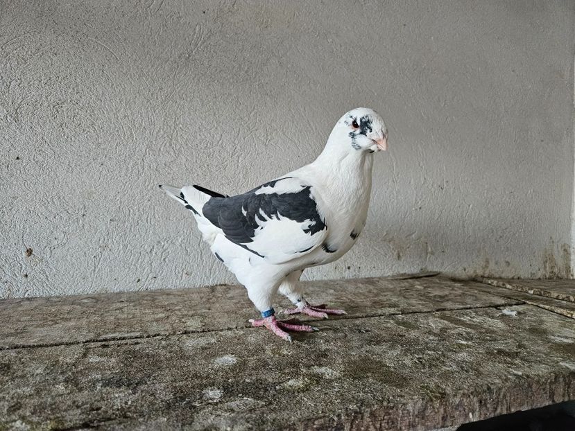  - AMERICANI DE VANZARE 2025