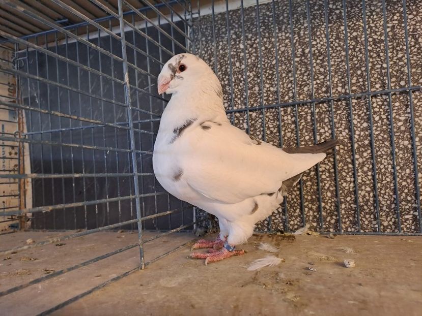  - AMERICANI DE VANZARE 2025