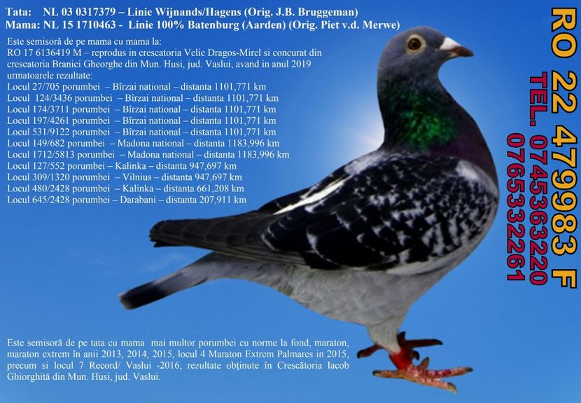 RO 22 479983 F Pret 400 lei + transportul - 11 PORUMBEI - FEMELE - DISPONIBILE DIN ANII 2016 2017 2018 2019 2020 2021