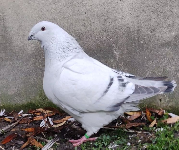 22 - c- MLODE 2025 YOUTH