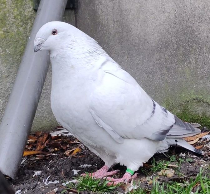 22 - c- MLODE 2025 YOUTH