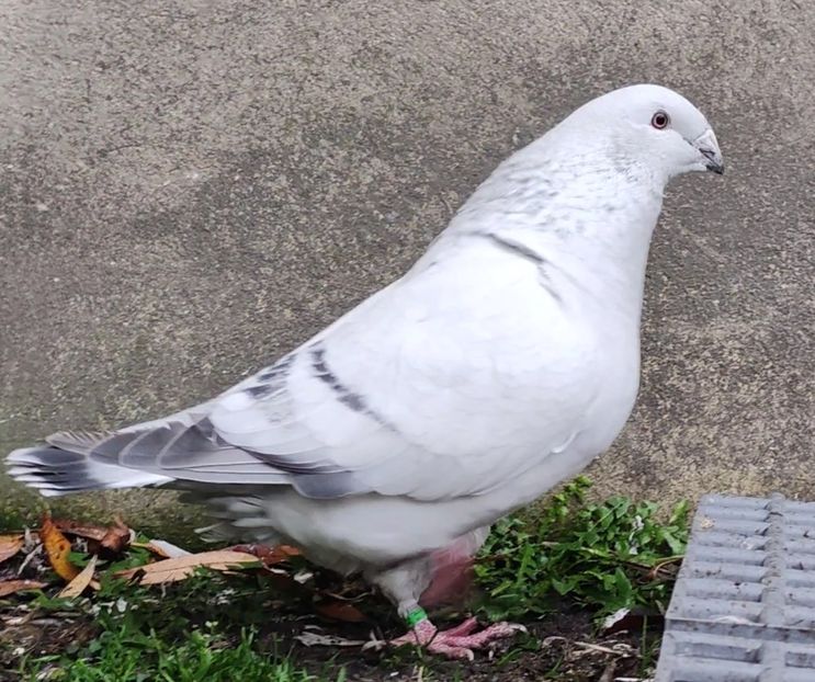 22 - c- MLODE 2025 YOUTH