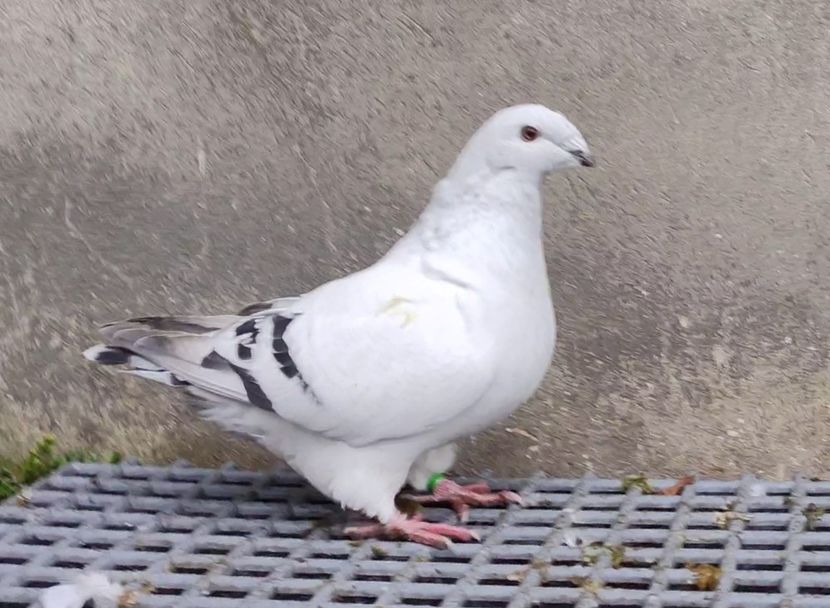 36 - c- MLODE 2025 YOUTH